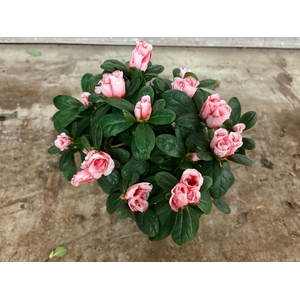 RHODO SI HELLMUT VOG