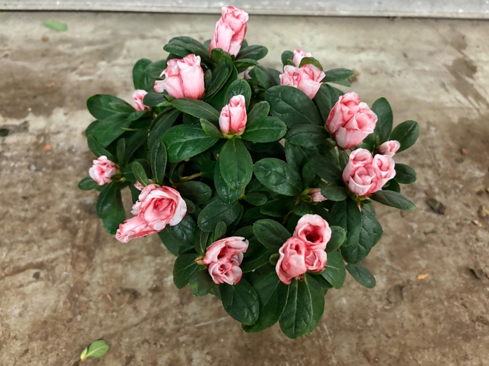 <h4>RHODO SI HELLMUT VOG</h4>