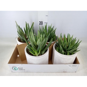 Arr.   Kamerplant Groen L%