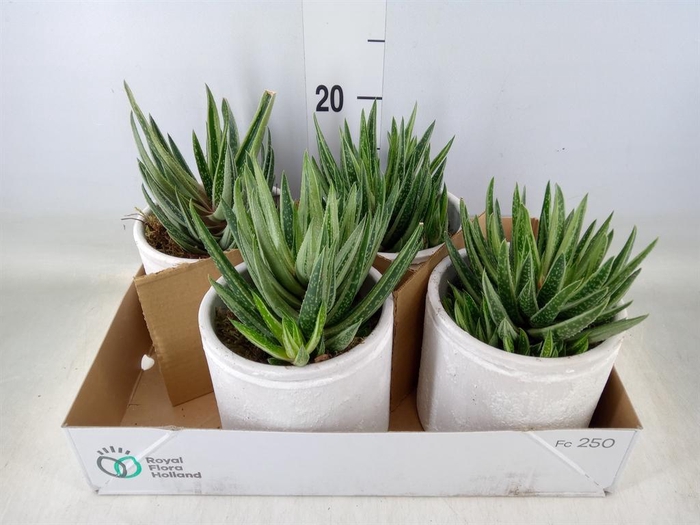 <h4>Arr. Kamerplant Groen L%</h4>