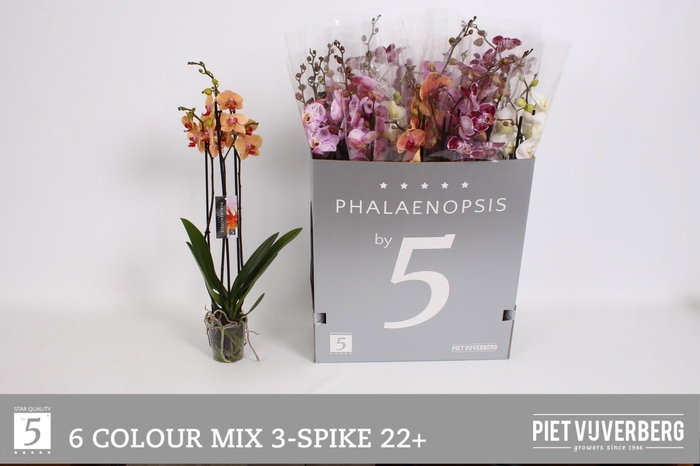 <h4>PHAL GEM 6 KL</h4>