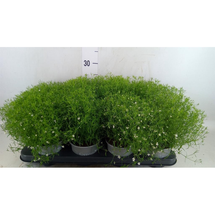 <h4>Gypsophila muralis 'Fleur White'</h4>