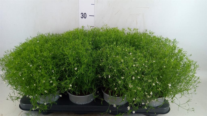 Gypsophila muralis 'Fleur White'