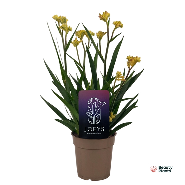 <h4>Anigozanthos Beauty Yellow®</h4>