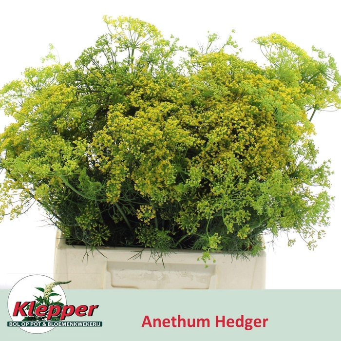 <h4>ANETHUM GRAVEOLENS ANET GRAVEOLENS</h4>
