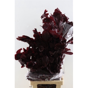 Pres Eik Red 1kg Bunch Poly