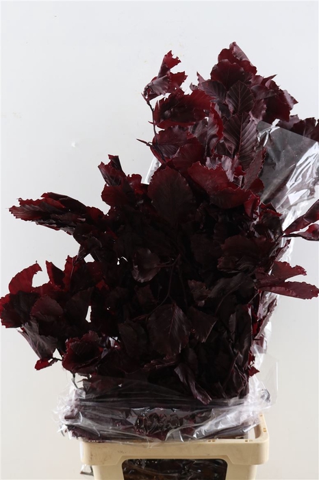 <h4>Pres Eik Red 1kg Bunch Poly</h4>