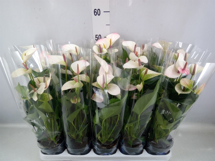 <h4>Anthurium andr. 'Lipa Pink Mini'</h4>