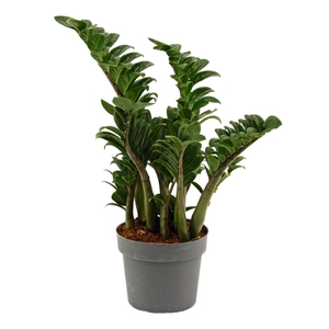 Zamioculcas Zenzi 17 cm, 4+ veren