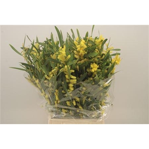 Acacia Caterpillar Per Bunch