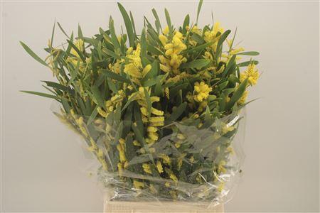 <h4>Acacia Caterpillar Per Bunch</h4>