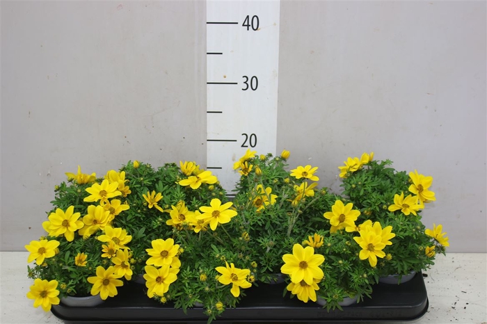 <h4>Bidens Ferulifolia Yellow Charm</h4>