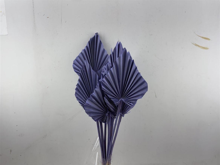 <h4>Dried Palm Spear 10pc Milka Bunch Slv</h4>