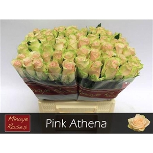R Gr Pink Athena