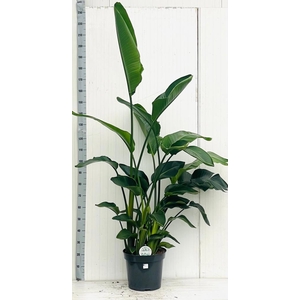 STRELITZIA NICOLAI