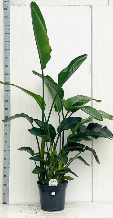 <h4>STRELITZIA NICOLAI</h4>