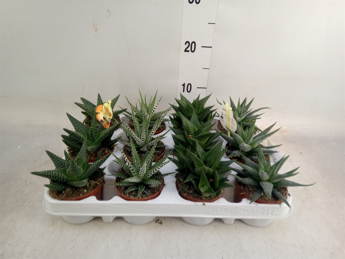 <h4>Haworthia   ...mix</h4>