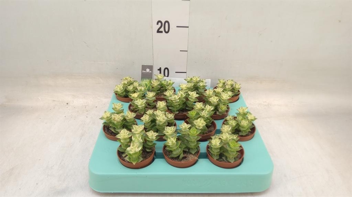 <h4>Crassula ...</h4>