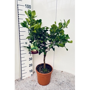 Citrus hystrix Kaffir-Lime on stem