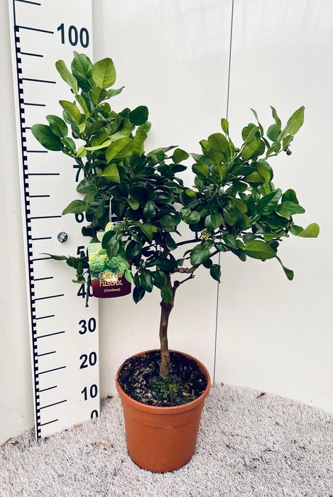 <h4>Citrus hystrix Kaffir-Lime on stem</h4>