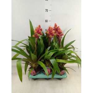 Guzmania   ...