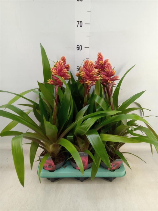 <h4>Guzmania   ...</h4>