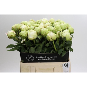 Paeonia Ivory Victory