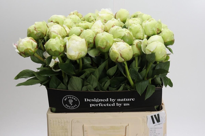 <h4>Paeonia Ivory Victory</h4>