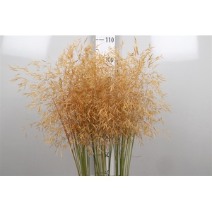 Stipa Gigantea