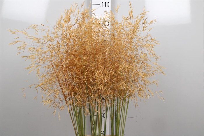 <h4>Stipa Gigantea</h4>