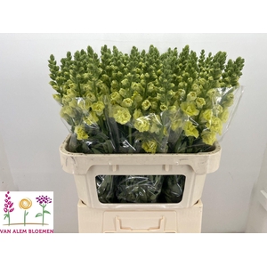 Antirrhinum Legend Double Yellow