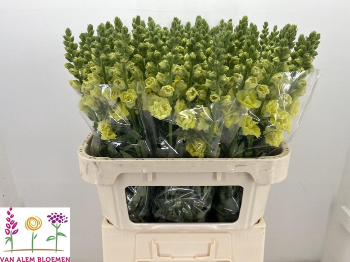 <h4>Antirrhinum Legend Double Yellow</h4>