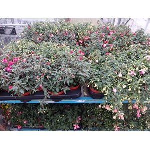 FUCHSIA MIXK