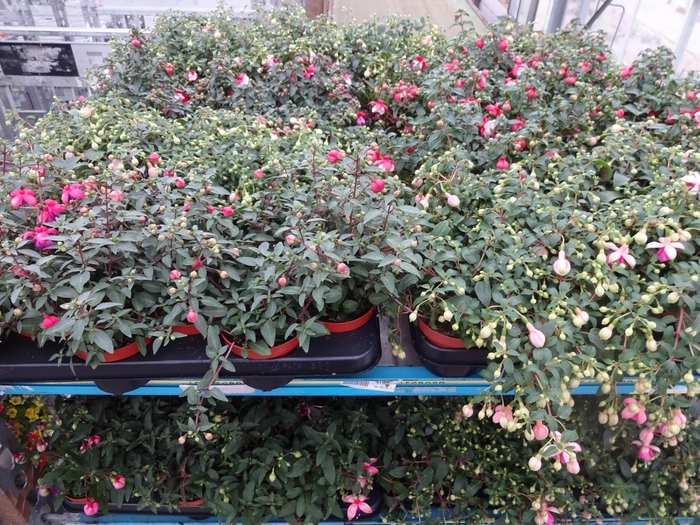 <h4>FUCHSIA MIXK</h4>