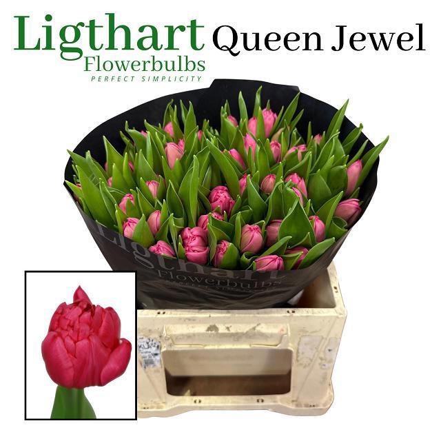 <h4>TU DU QUEEN JEWEL</h4>