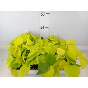 Epipremnum pinn. 'Golden Pothos'