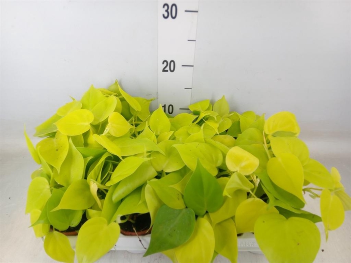 <h4>Epipremnum pinn. 'Golden Pothos'</h4>