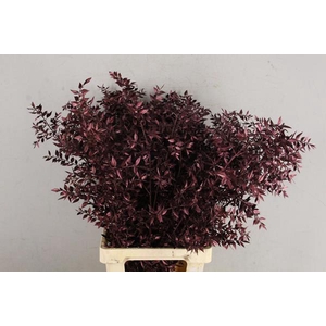 Df Ruscus 70cm Bs Metal.bord