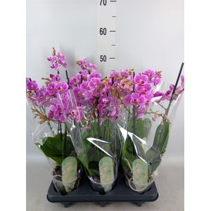 Phalaenopsis multi. 'FC Friday Fli'