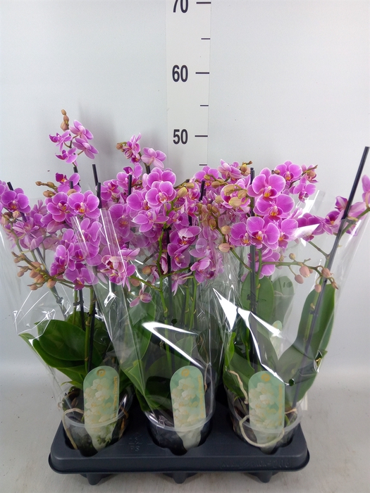 <h4>Phalaenopsis multi. 'FC Friday Fli'</h4>