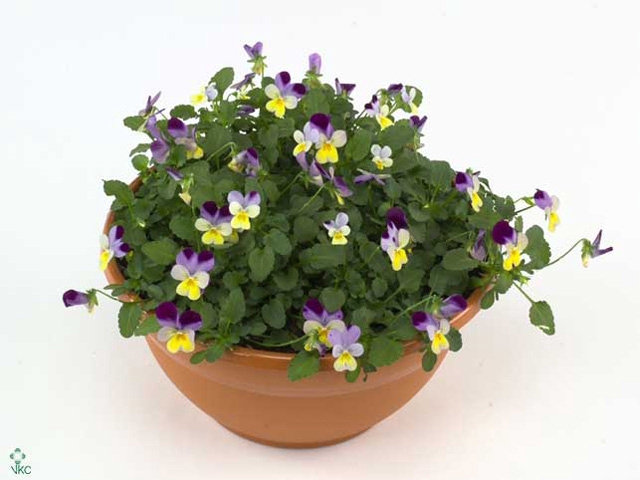 VIO CO END YELL+VOIL