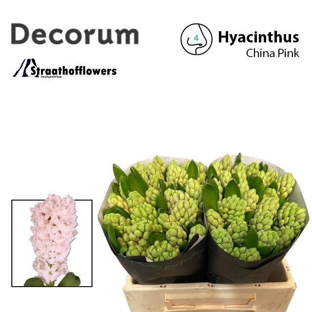 <h4>HYAC CHINA PINK</h4>