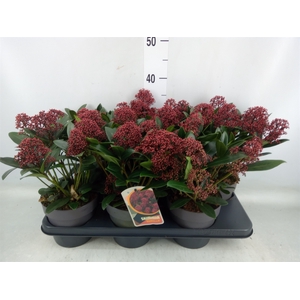 Skimmia jap. 'Rubella'