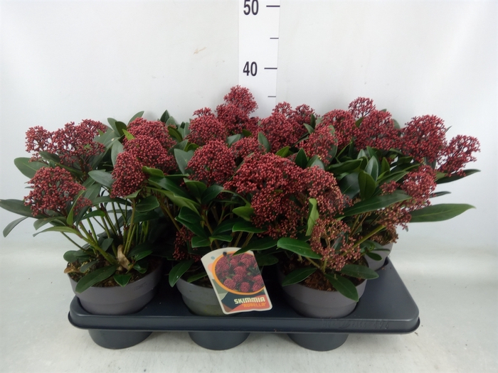 <h4>Skimmia jap. 'Rubella'</h4>