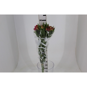 ALSTROEMERIA CHANEL 080 CM