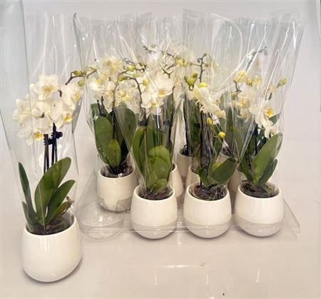 <h4>Phal Mini 3 Branches 18+ In Keramiek Pot</h4>