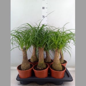 Beaucarnea recurvata