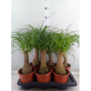 Beaucarnea recurvata