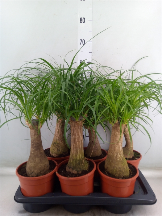 <h4>Beaucarnea recurvata</h4>