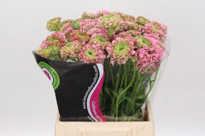 <h4>Ran Pon Pon Aurora</h4>